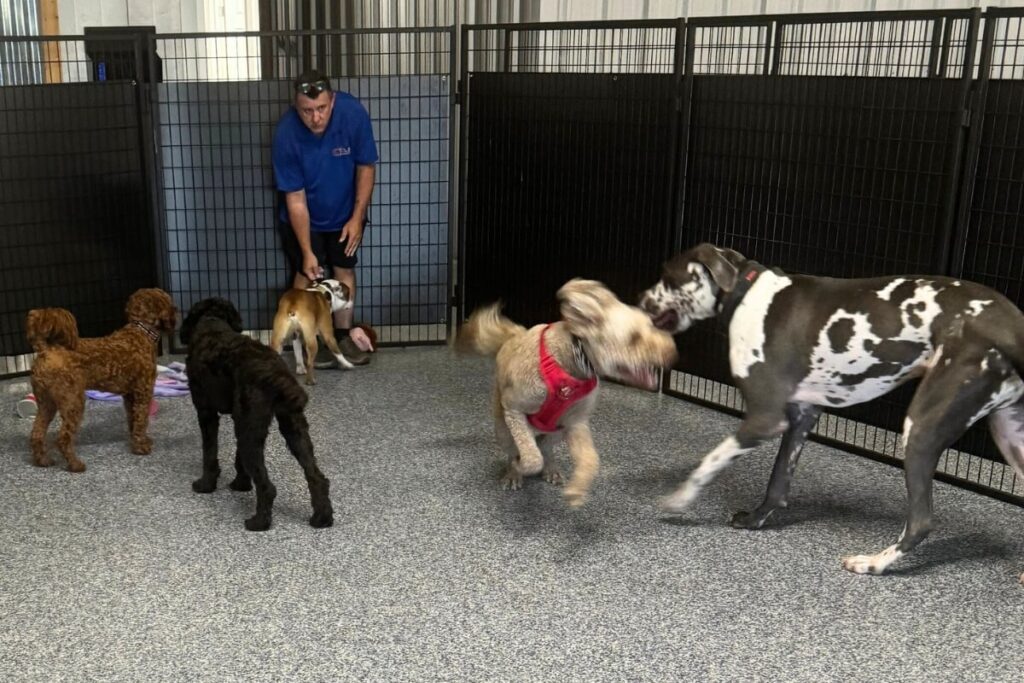 10 Tips for Making Your Dog’s Boarding Stay Enjoyable 6 Dog Training