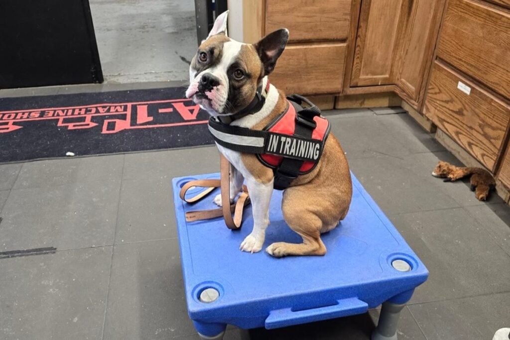 Dog Wearing Harness Belt