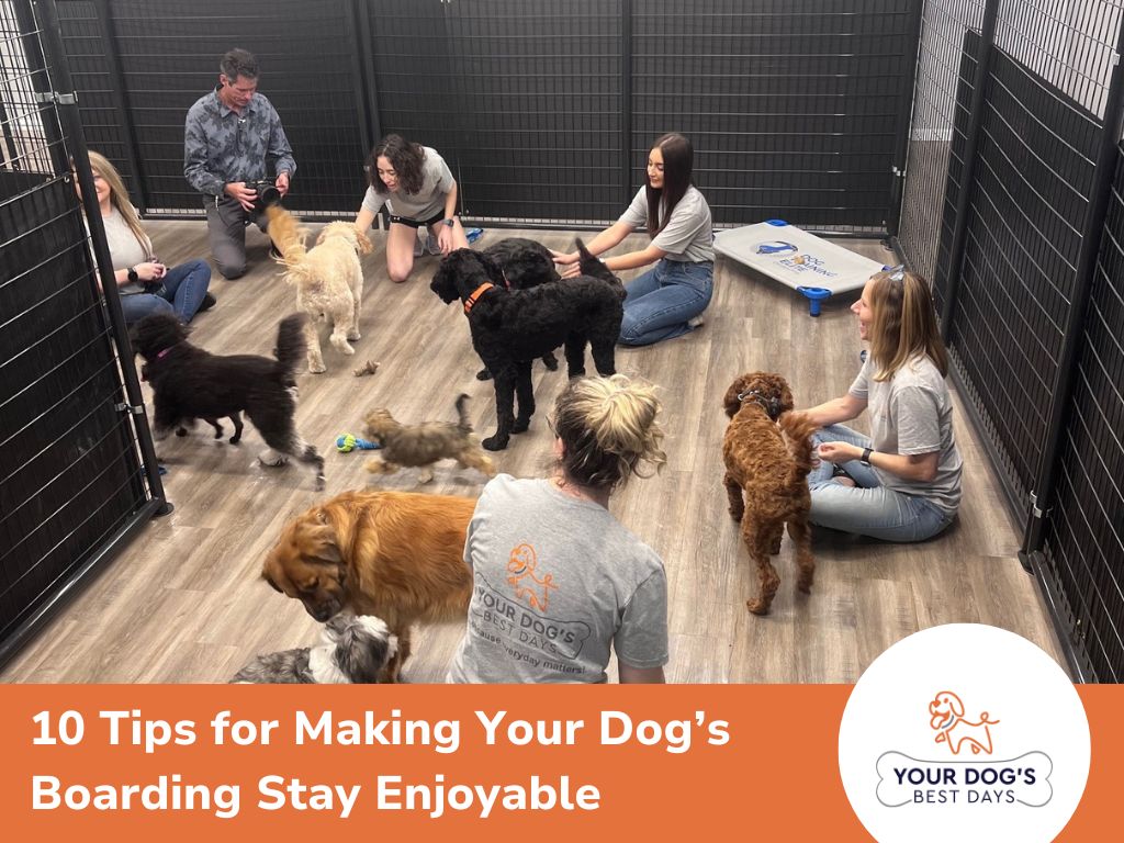 10 Tips for Making Your Dog’s Boarding Stay Enjoyable 1 10 Tips for Making Your Dog’s Boarding Stay Enjoyable