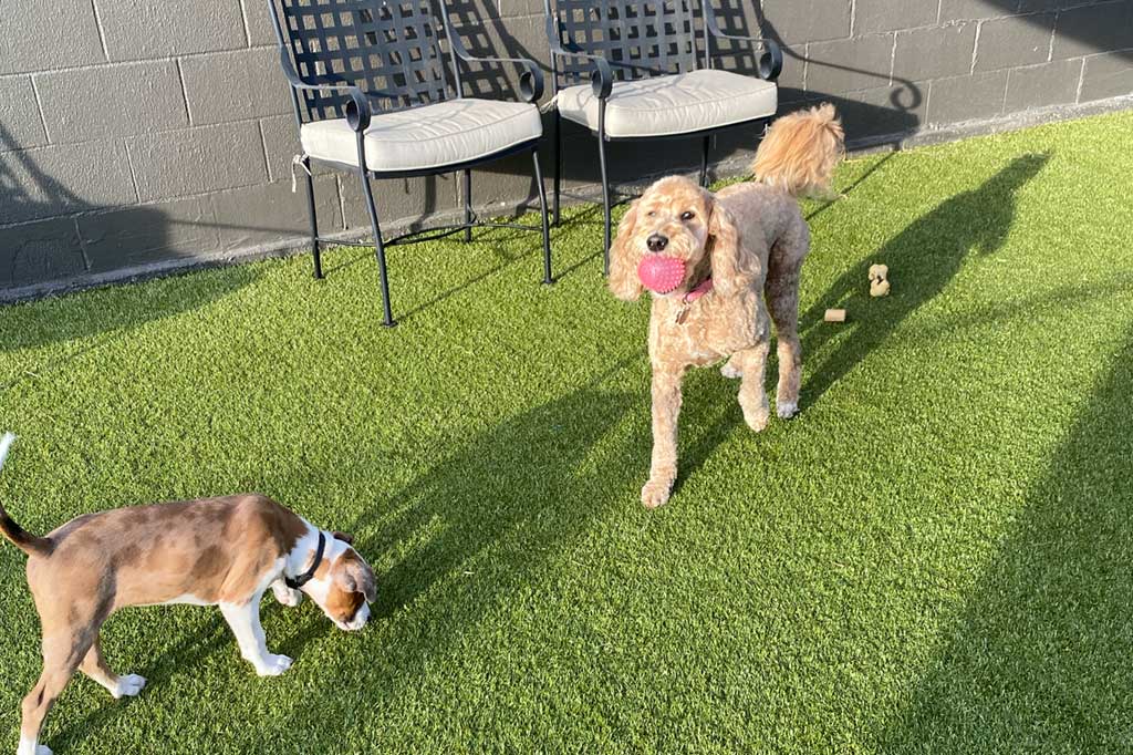 10 Tips for Making Your Dog’s Boarding Stay Enjoyable 4 bring familiar items from home