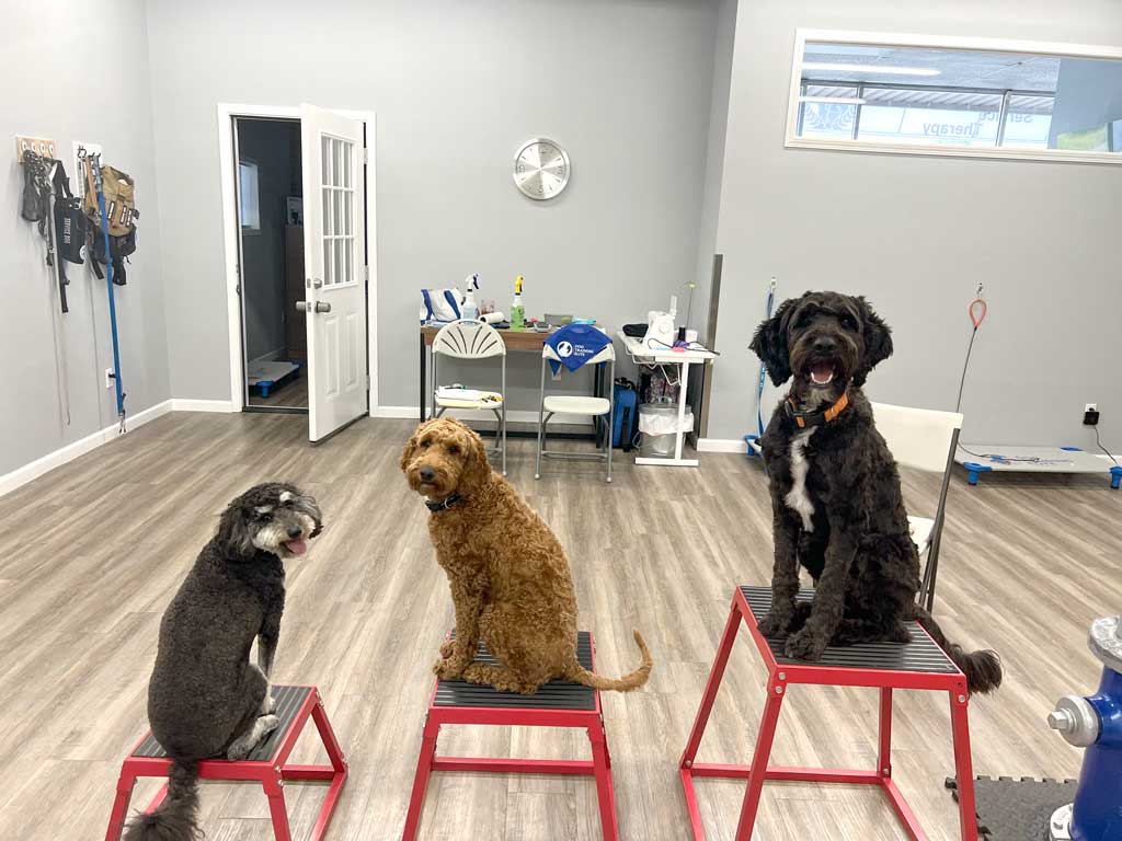 10 Tips for Making Your Dog’s Boarding Stay Enjoyable 7 Dog Boarding in Tulsa, OK