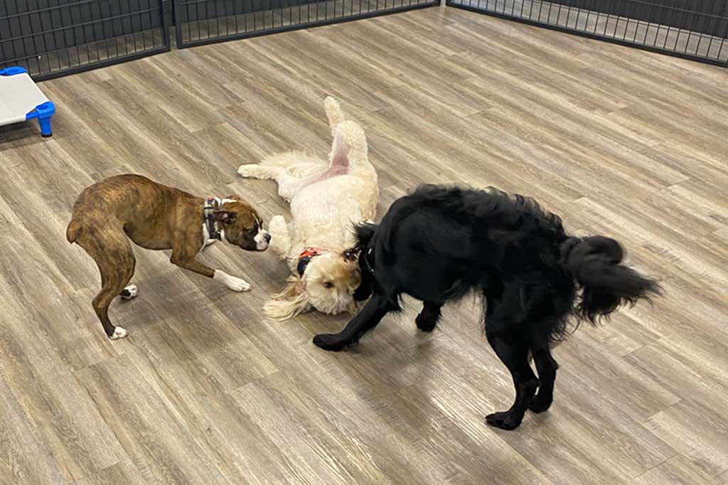 10 Tips for Making Your Dog’s Boarding Stay Enjoyable 5 dog group play