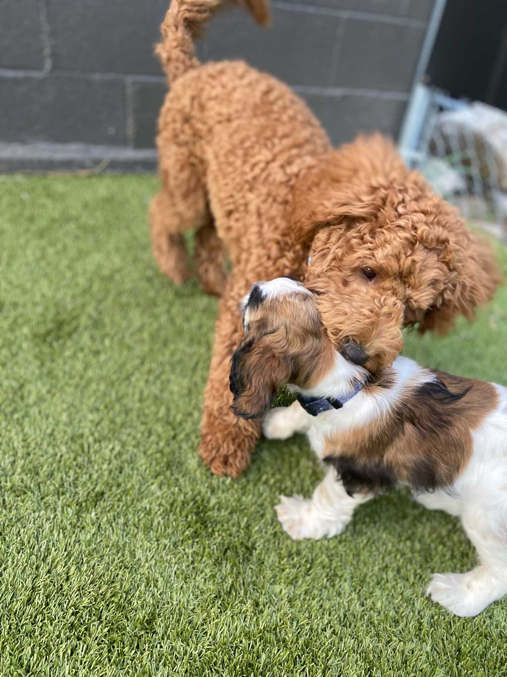 10 Tips for Making Your Dog’s Boarding Stay Enjoyable 8 dog playing with a smaller pup