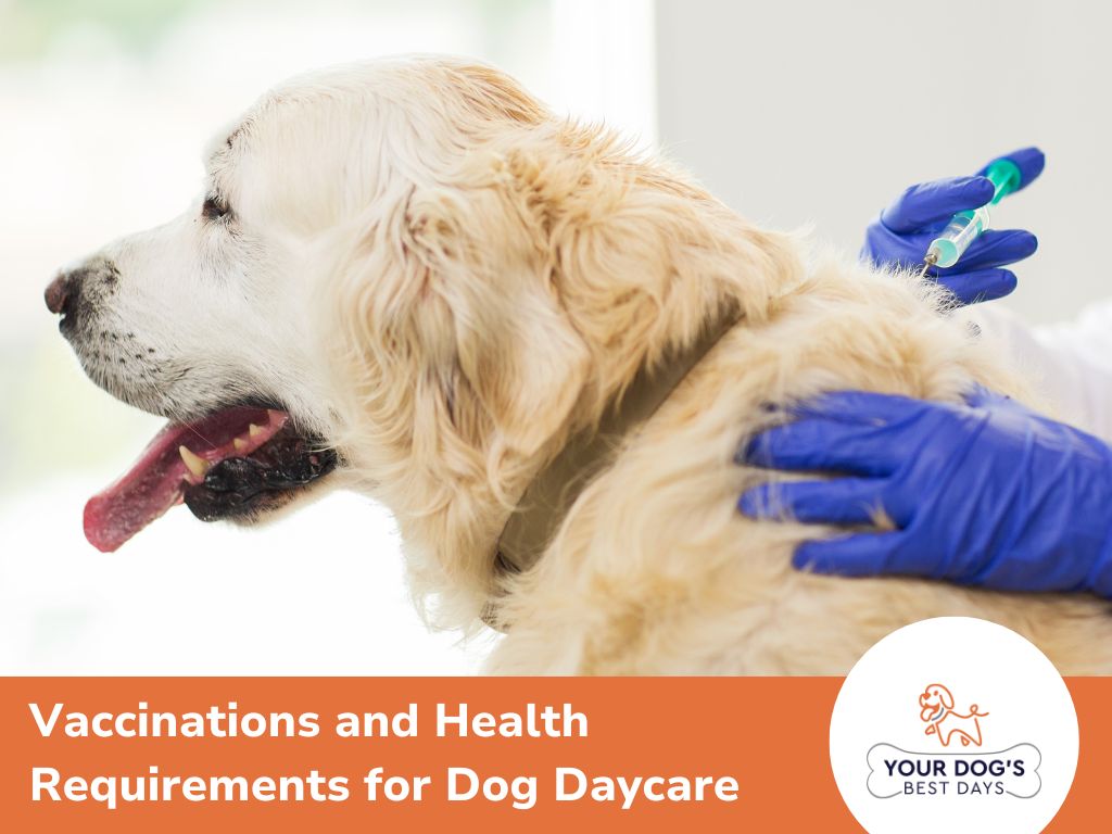 Vaccinations and Health Requirements for Dog Daycare in Tulsa