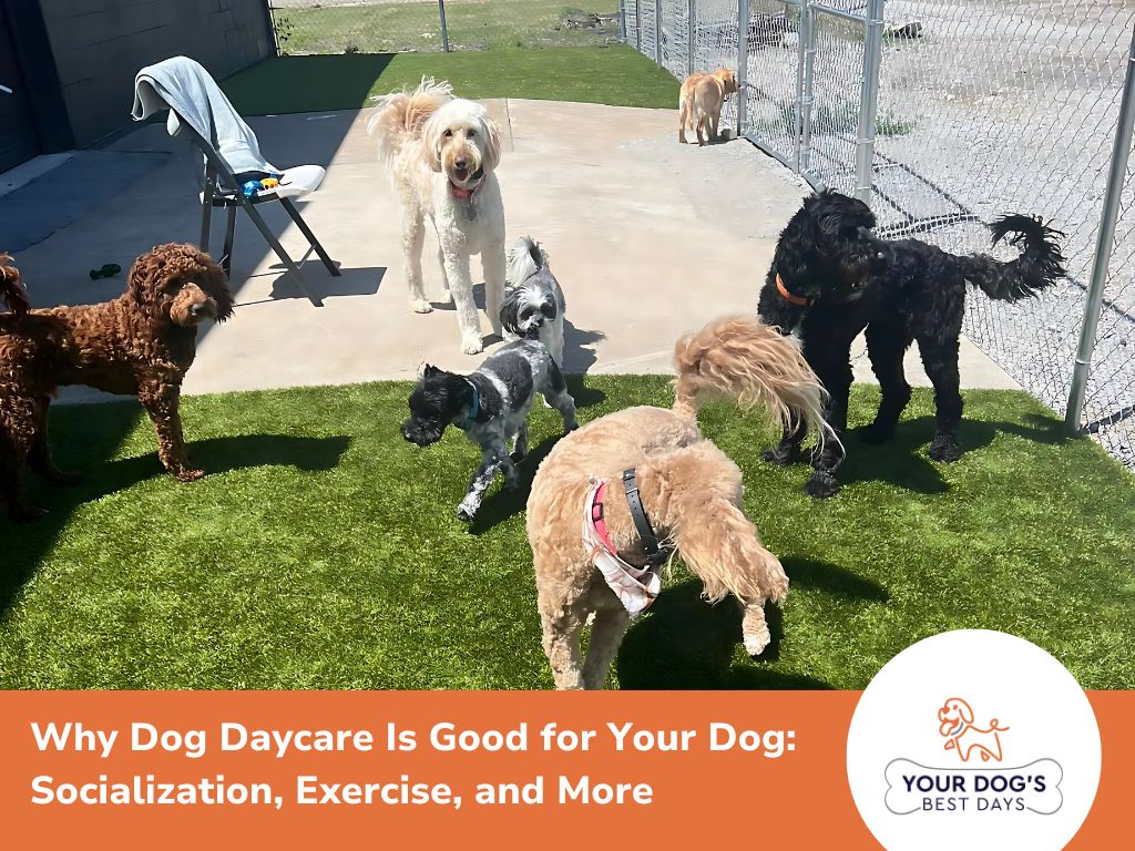 Why Dog Daycare Is Good for Your Dog: Socialization, Exercise, and More