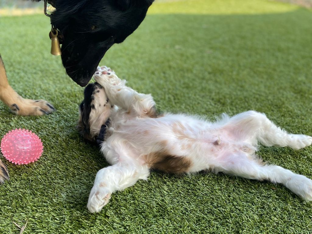 A Day in Your Dog’s Best Days Dog Daycare in Tulsa 9 a happy pup