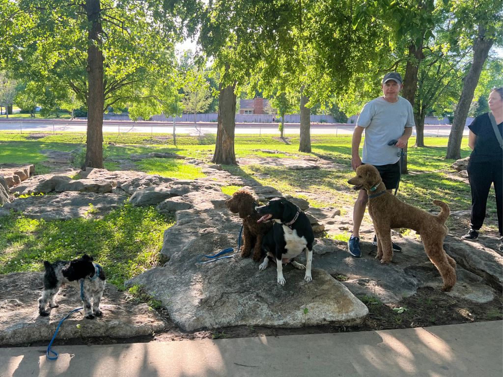 A Day in Your Dog’s Best Days Dog Daycare in Tulsa 5 doggie daycare routine