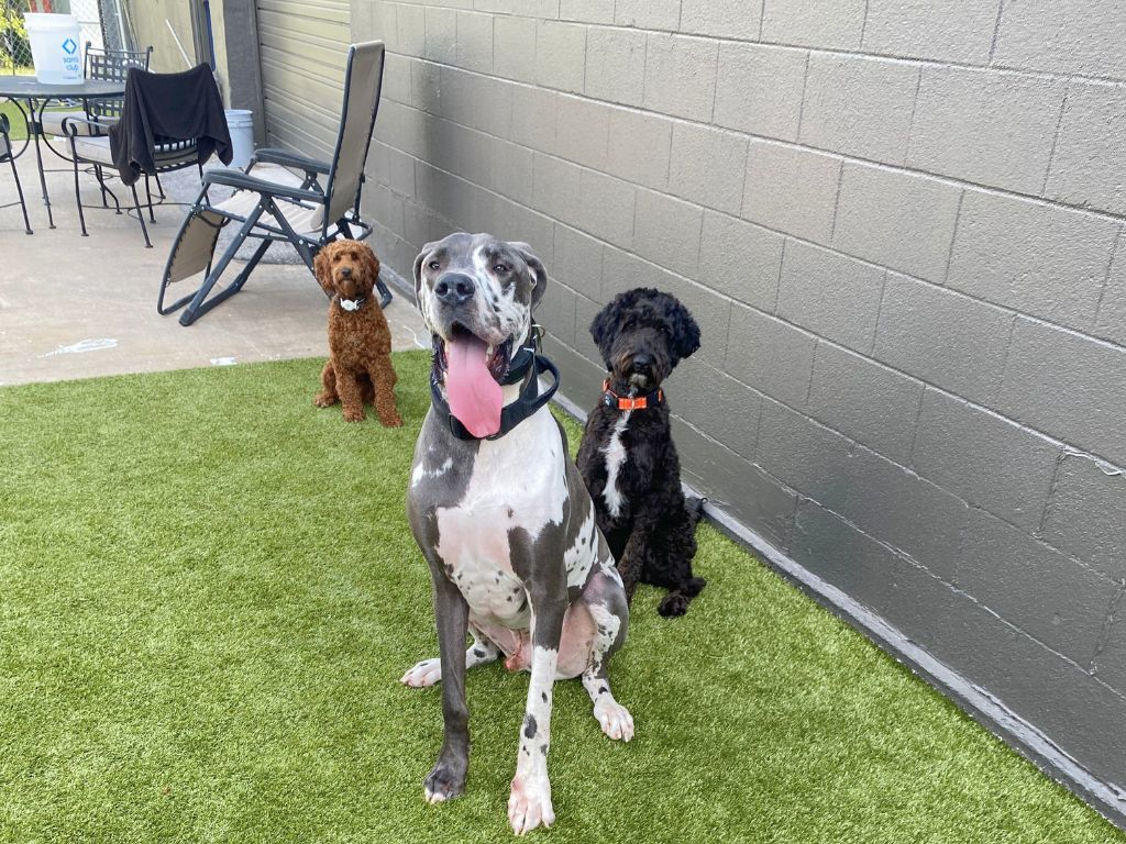 A Day in Your Dog’s Best Days Dog Daycare in Tulsa 3 dogs on the playground