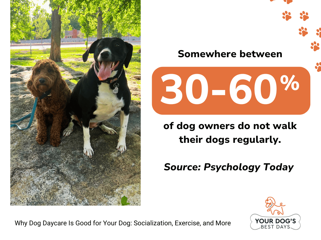 keep dogs active and happy