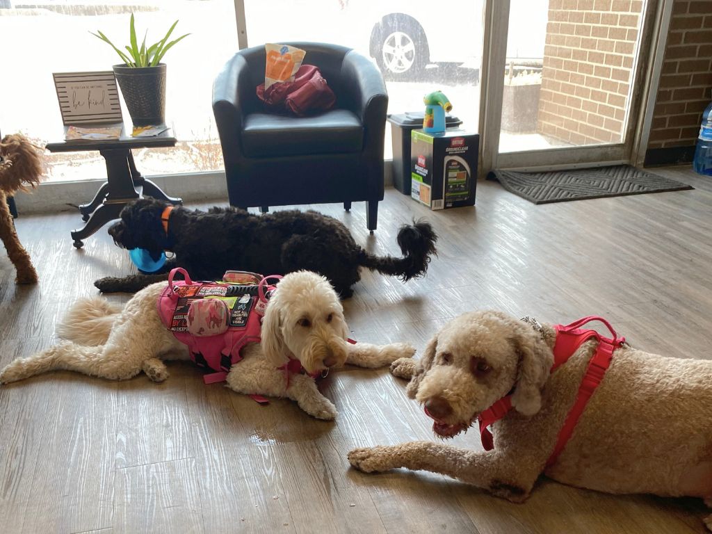 A Day in Your Dog’s Best Days Dog Daycare in Tulsa 2 dogs checking in doggie daycare