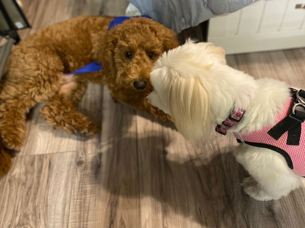 A Day in Your Dog’s Best Days Dog Daycare in Tulsa 7 two fur babies socializing