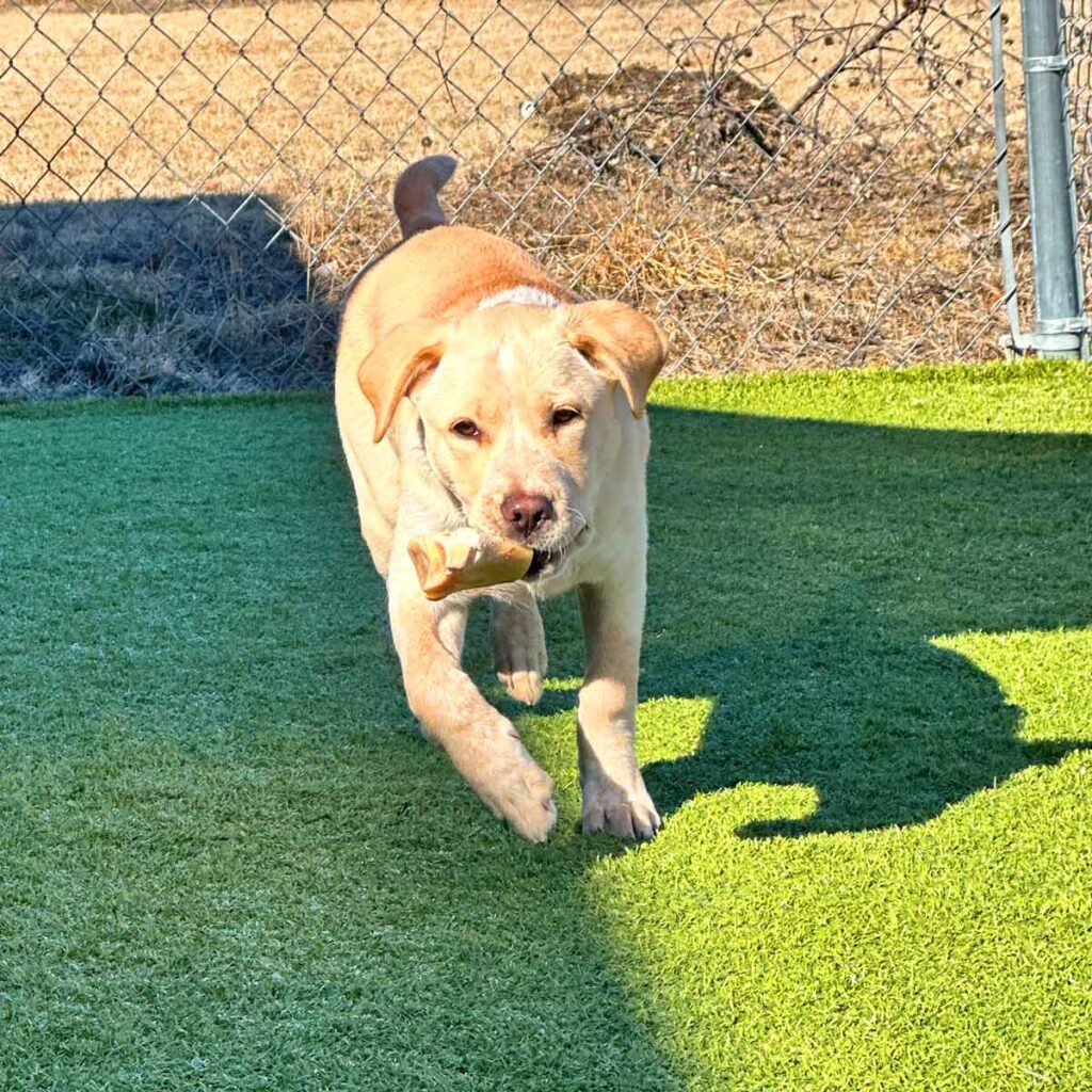 A playful yellow Labrador retriever runs on vibrant green turf, happily carrying a chew bone in its mouth under sunny skies.