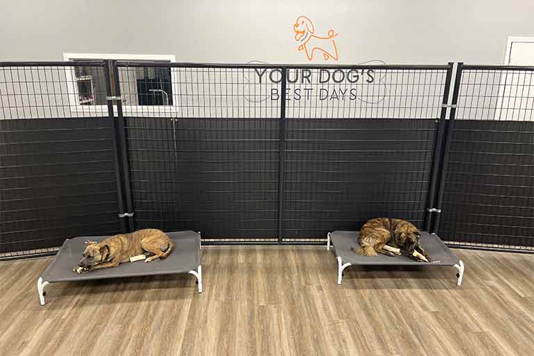 Rest-and-Relaxation Two dogs rest on raised beds in a pet care facility, with a black fence in the background and a sign reading "Your Dog's Best Days."