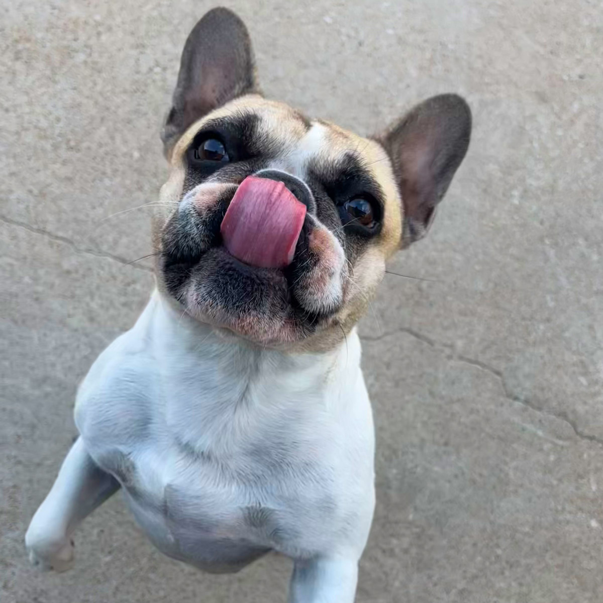 A playful French Bulldog stands on its hind legs, tongue playfully sticking out, with a curious expression against a concrete background.