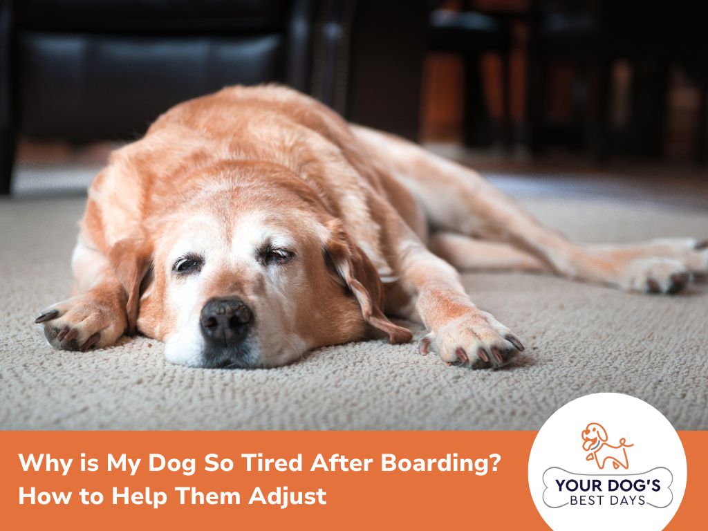 Why is My Dog So Tired After Boarding? How to Help Them Adjust