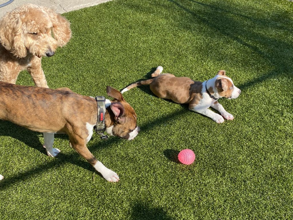 dogs playing in the grass