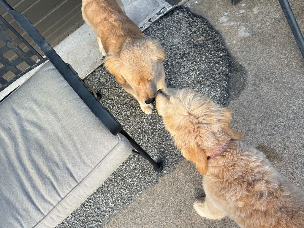 gradually reintroduce socialization