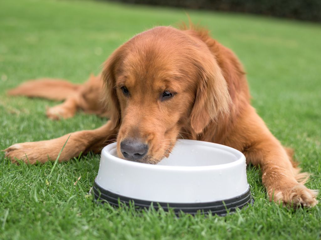 offer nutritious food and fresh water