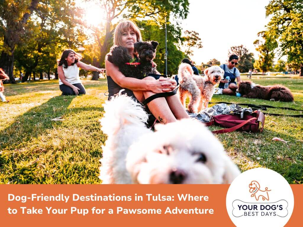People with dogs relaxing in a park on a sunny day. A woman holds a dog on her lap, while others sit nearby with their pets. Trees and grass surround the area.