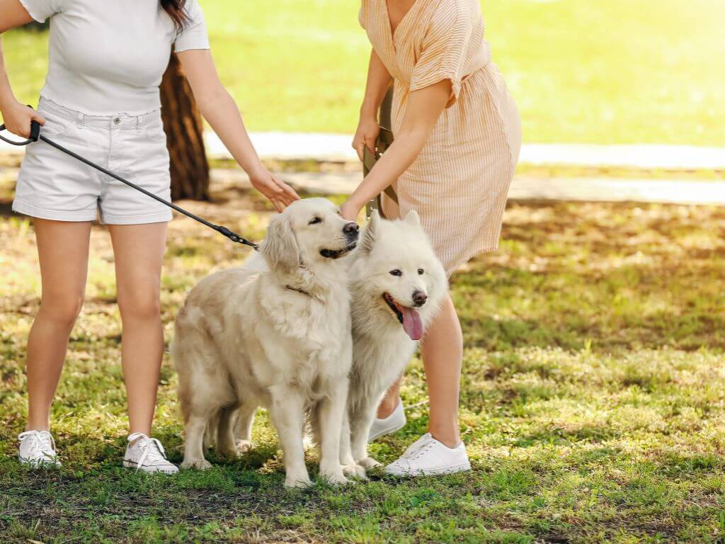 Two women stand in a sunny park, petting a golden retriever and a fluffy white dog on leashes, surrounded by green grass.