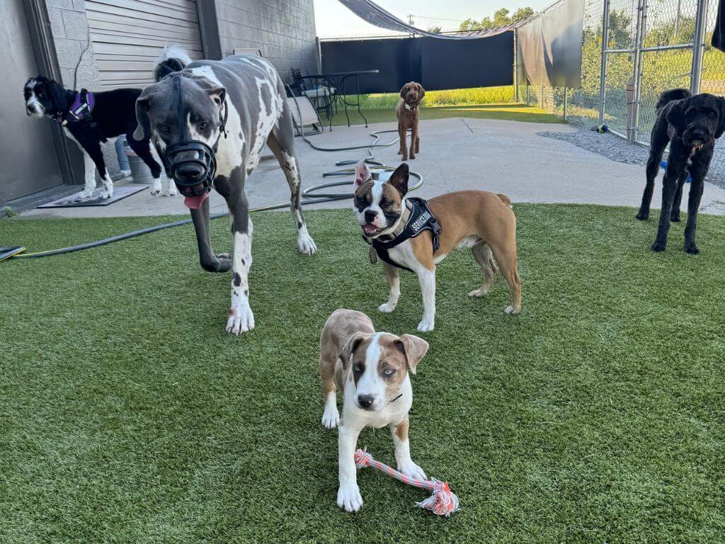 A playful group of dogs on artificial turf, including a Great Dane, Boston Terrier, and a puppy with a rope toy.