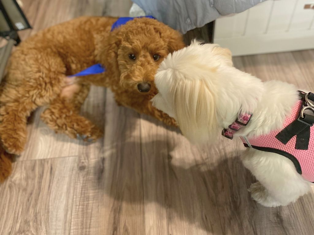 A curly-haired brown dog with a blue bandana lies on the floor, while a fluffy white dog in a pink harness, both staying at the dog boarding facility, stands nearby, looking at it.