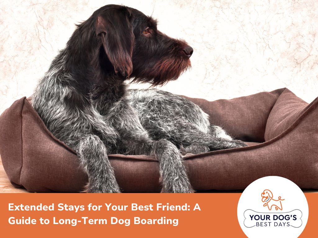 A thoughtful dog lounges on a cozy bed, with a guide titled "Extended Stays for Your Best Friend" promoting long-term dog boarding.