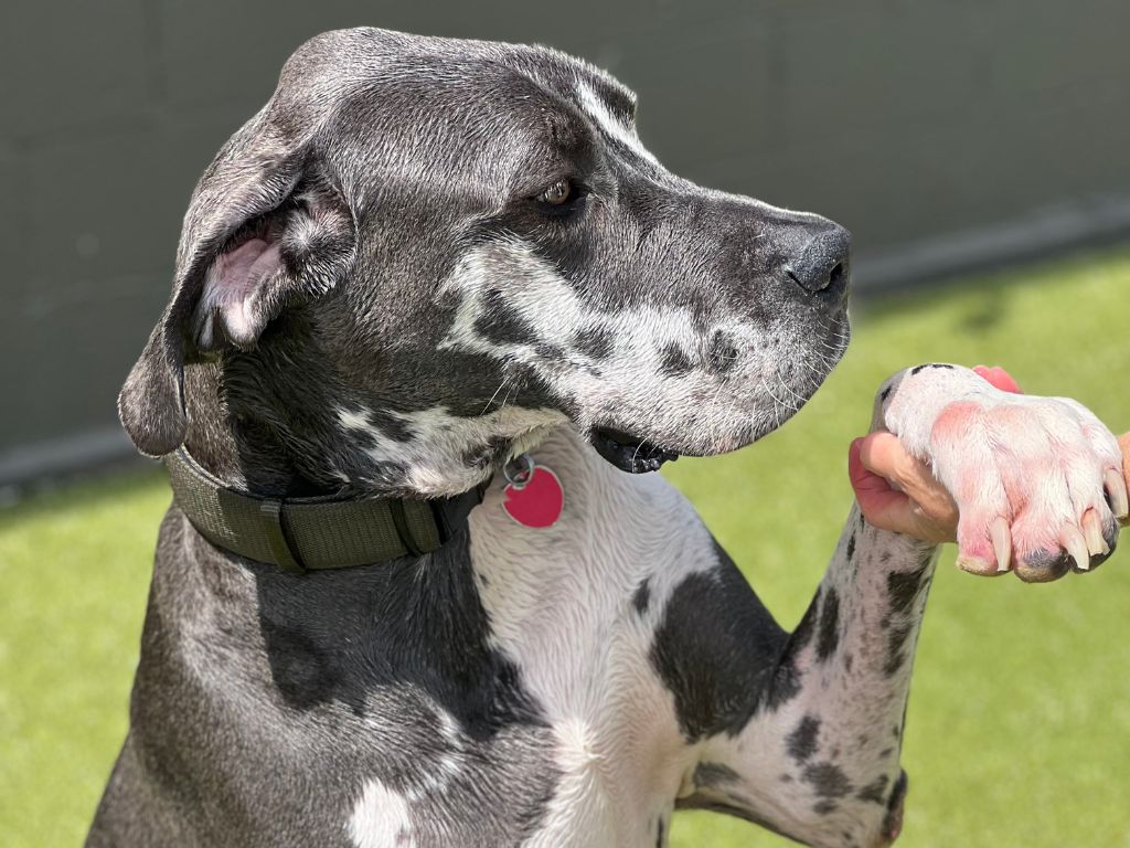 How Much Does Dog Boarding Cost? A Guide for Tulsa Pet Owners 3 big sized dog