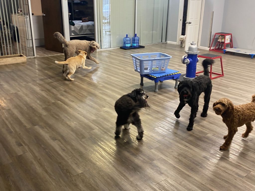 How Much Does Dog Boarding Cost? A Guide for Tulsa Pet Owners 2 dog playing in dog boarding facility