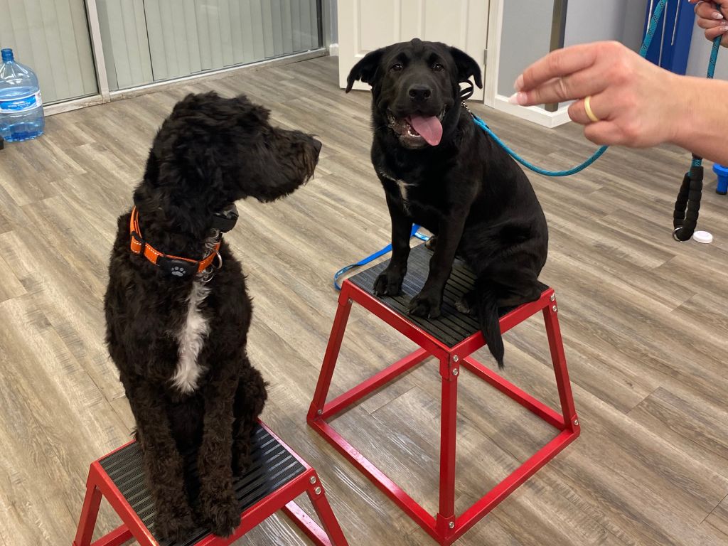 core dog commands