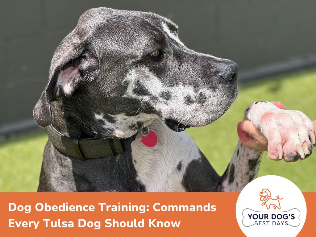 Dog Obedience Training: Commands Every Tulsa Dog Should Know