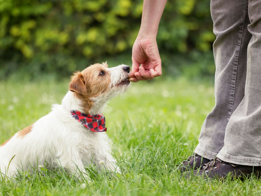 dog treats after training