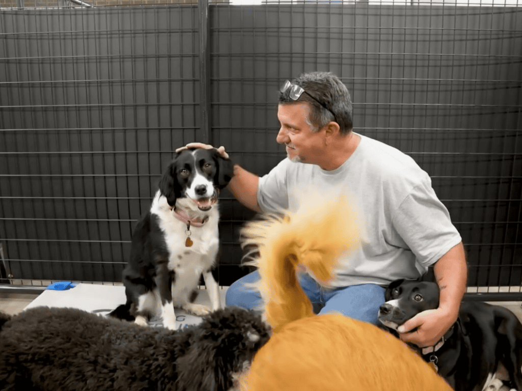 Dog boarding staff member sitting with multiple dogs inside indoor kennel area