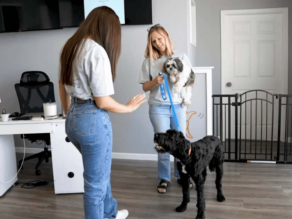 Dog daycare staff greeting dogs during check-in at indoor facility
