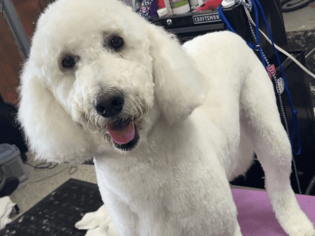 Freshly groomed white standard poodle standing on grooming table with happy expression