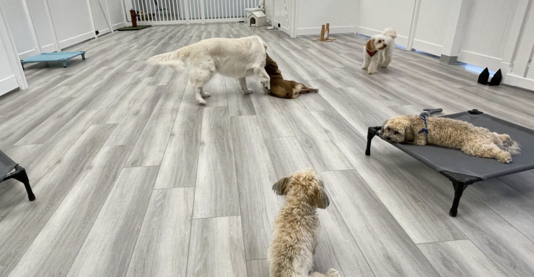 A spacious dog daycare room with light wood flooring. Five dogs of various breeds are interacting; some play while one lounges on a raised bed. Calm atmosphere.
