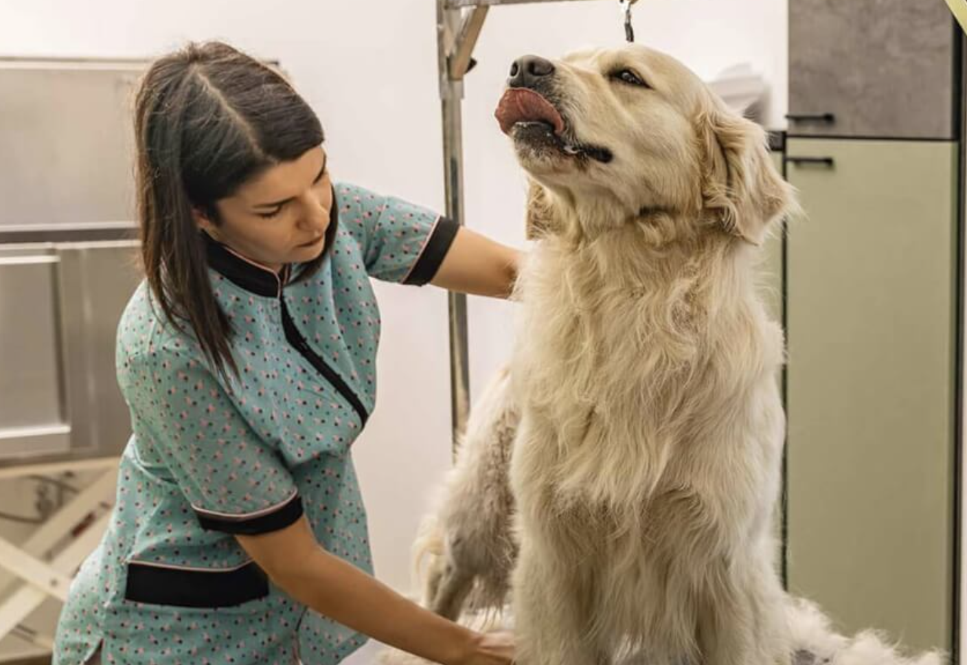 A groomer gently combs a large, fluffy golden retriever. The dog licks its nose, appearing relaxed, in a well-lit pet grooming salon.