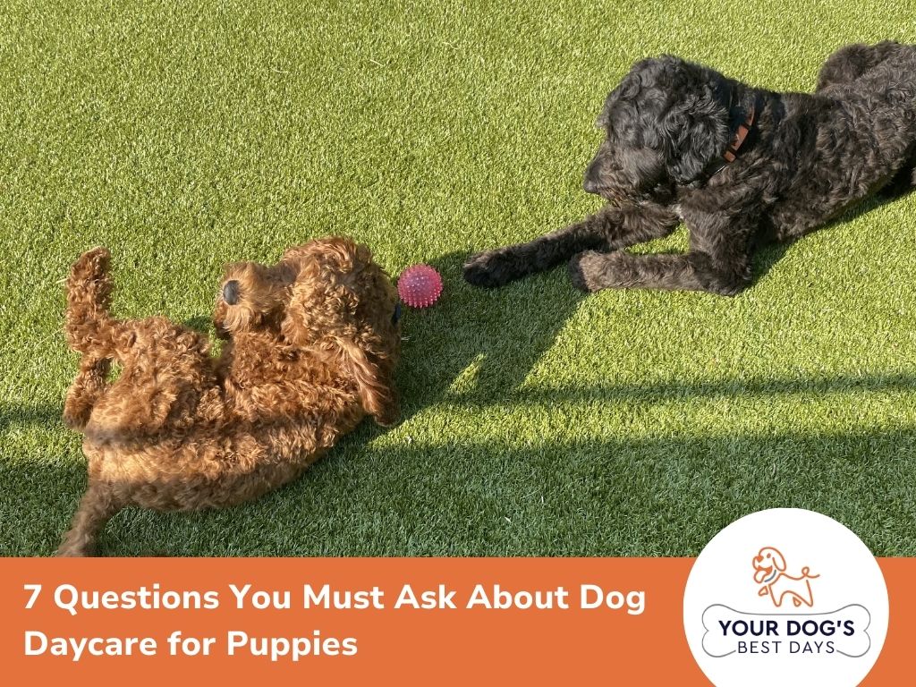 dog daycare for puppies image
