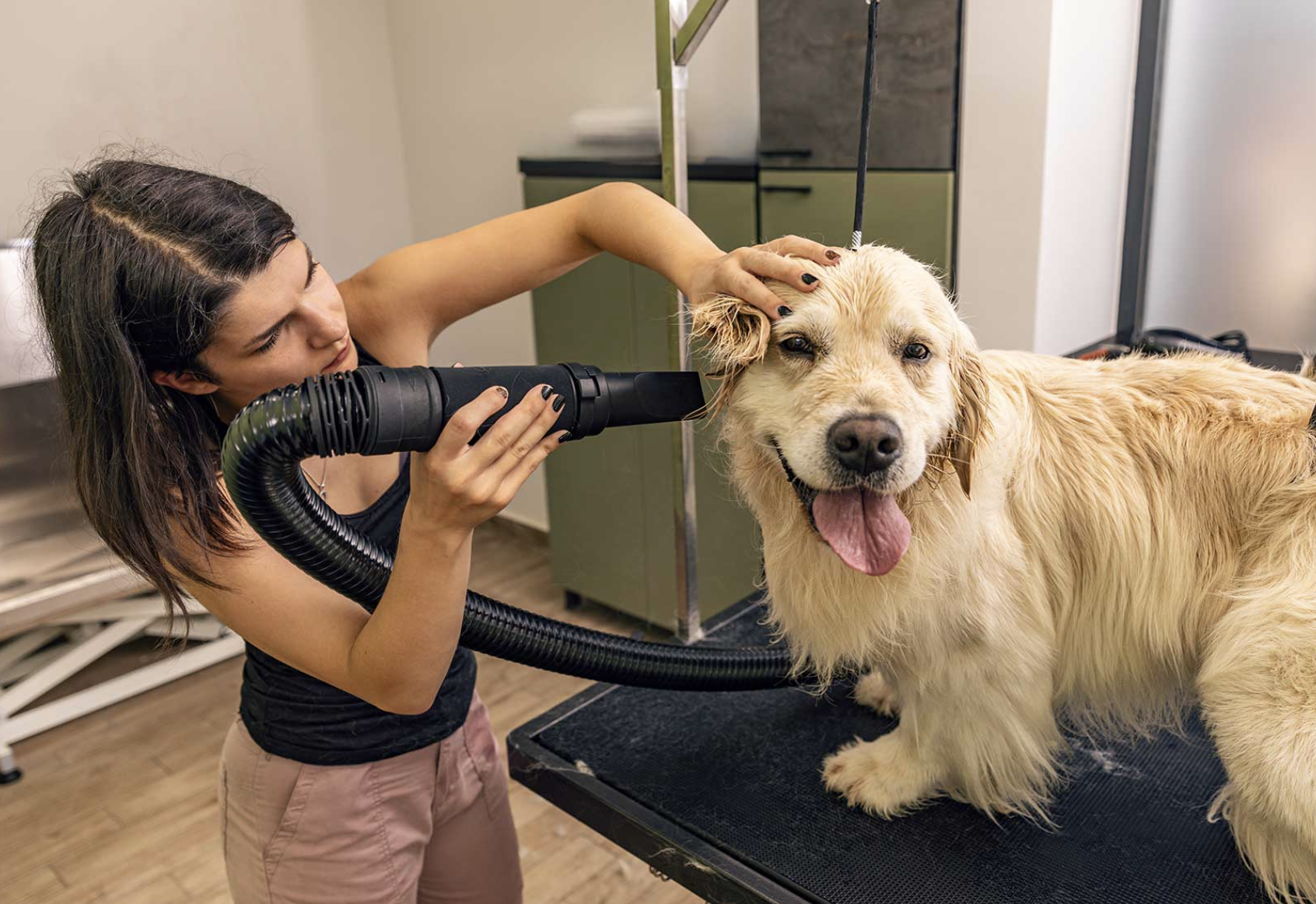 A woman blow-dries a happy, wet golden retriever on a grooming table. The dog's tongue is out, suggesting enjoyment. The setting is a pet salon.