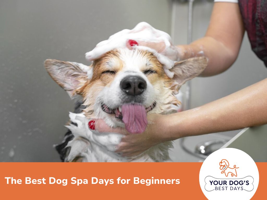 dog spa day