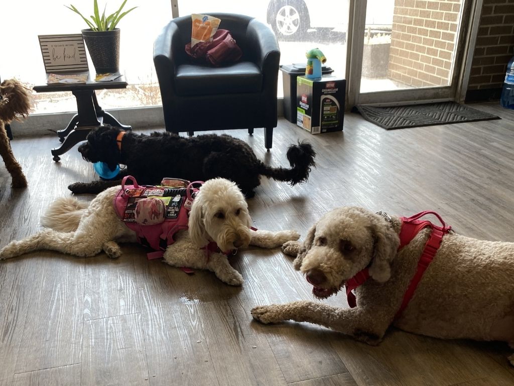 Three dogs resting inside a dog daycare facility, one playing with a blue ball while the others lay calmly.