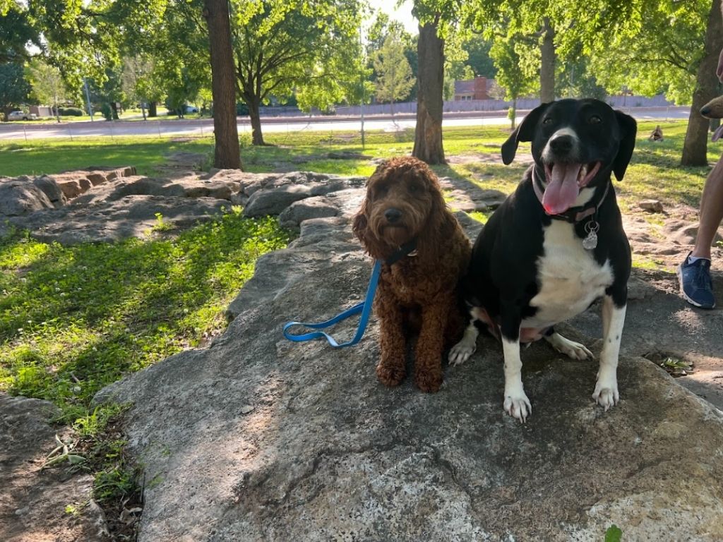 Two dogs enjoying outdoor time together in Tulsa, showcasing the relaxed and enjoyable environment for pets at Your Dog's Best Days boarding.