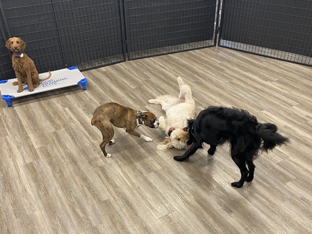 Four dogs inside a dog daycare facility, with one dog playing on a raised bed while the others interact on the floor.