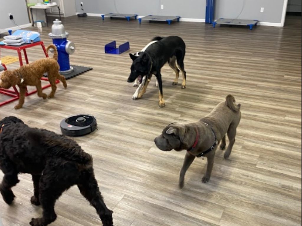 Dogs playing indoors at Your Dog's Best Days in Tulsa, enjoying a clean, spacious, and safe environment for various boarding options.