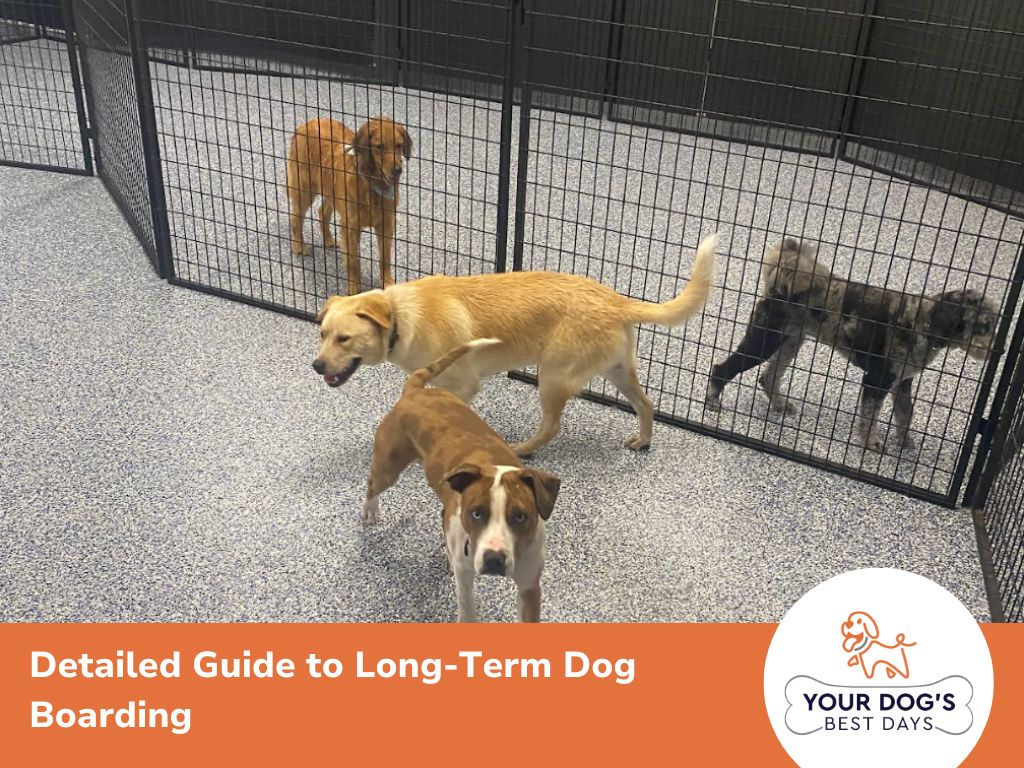 long term boarding for dog image