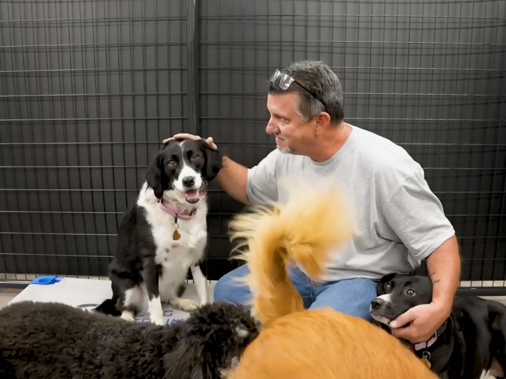 user-inserted https://www.yourdogsbestdays.com/wp-content/uploads/2026/04/dog-careboarding-professional-care.jpg
