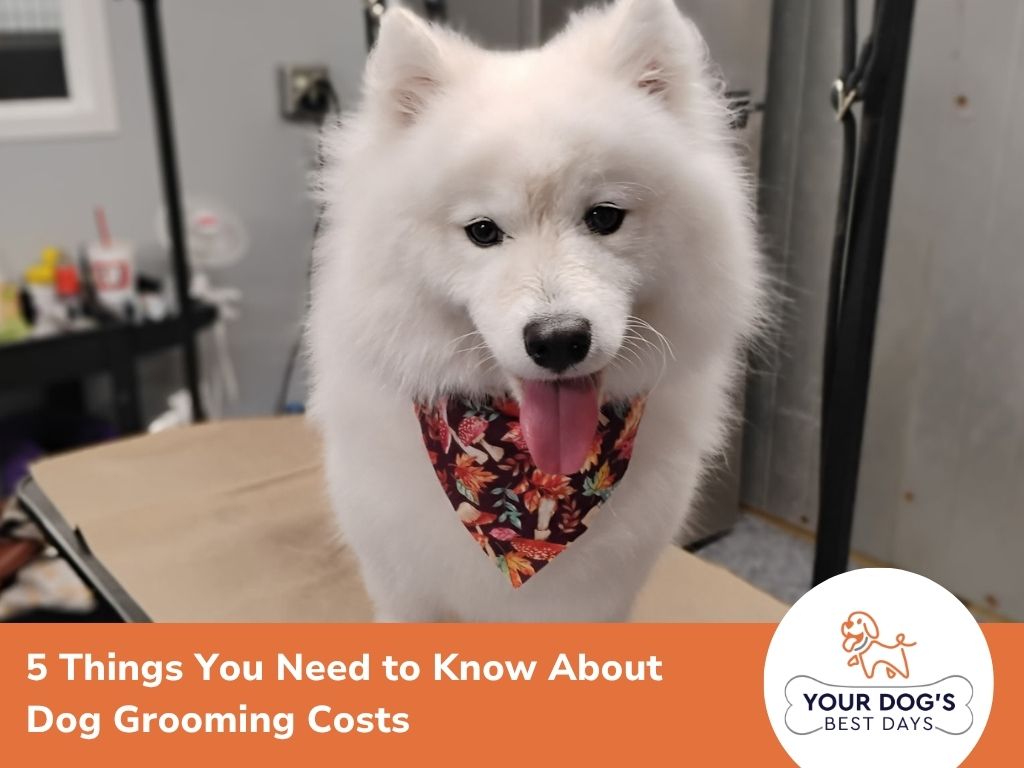 dog grooming cost image