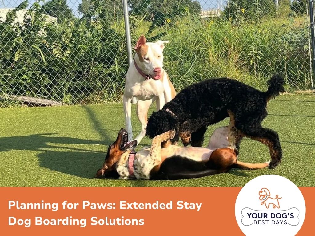 dog long term boarding image