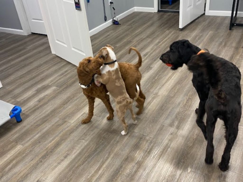 Dogs playing together at a daycare facility, showcasing happy interactions and positive social behavior.