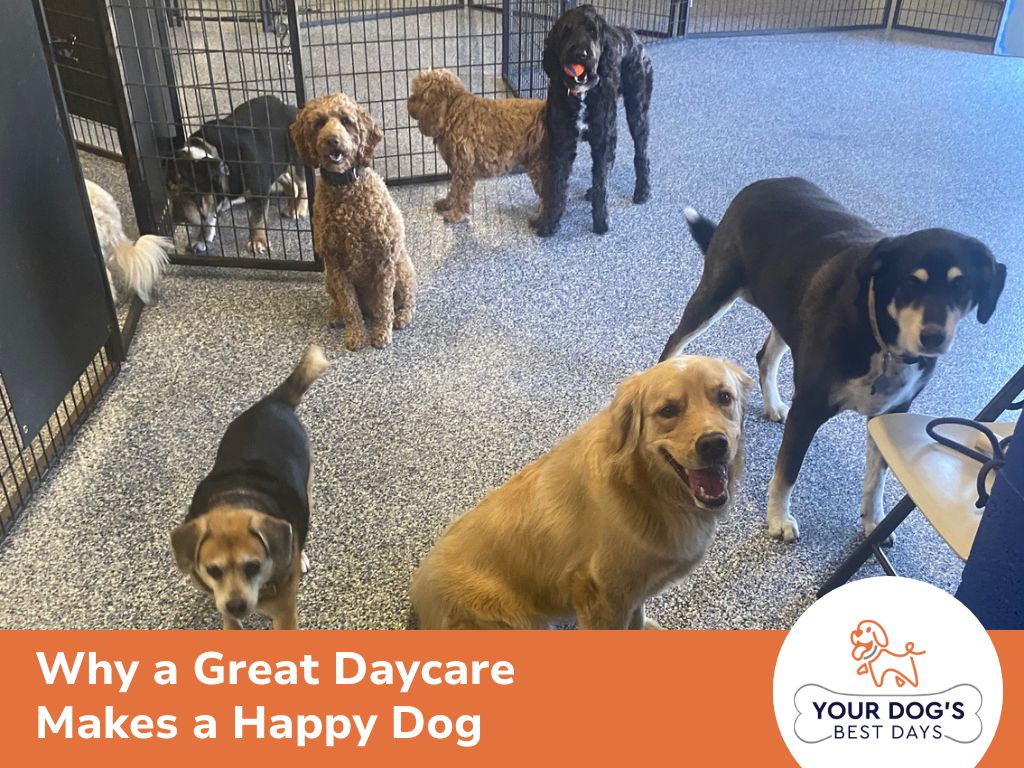 happy dog daycare tulsa